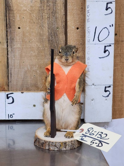 Hunting Squirrel Full Body Taxidermy Mount