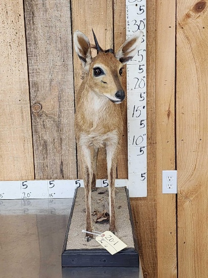 African Duiker Nontypical Horns
