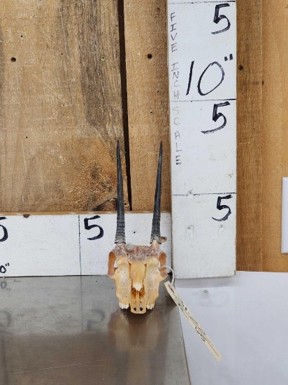 African Oribi Skull Taxidermy