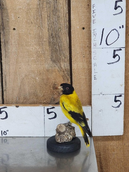 Black Hooded Oriole Full Body Bird Taxidermy