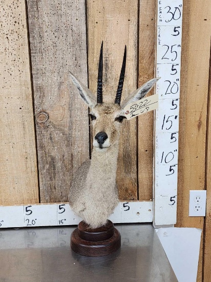 African Vaal Rhebok Table Top Pedestal Taxidermy Mount