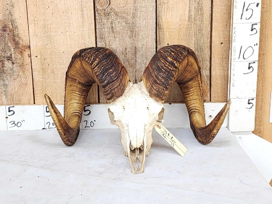 Bighorn Ram Sheep Skull Taxidermy