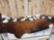 Collection Of 20 Outboard Boat Motor Props