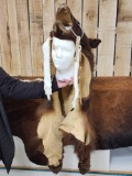 Native American Style Black Bear Head Dress