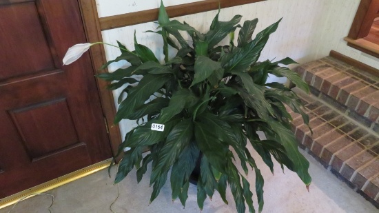 Large Peace Lily