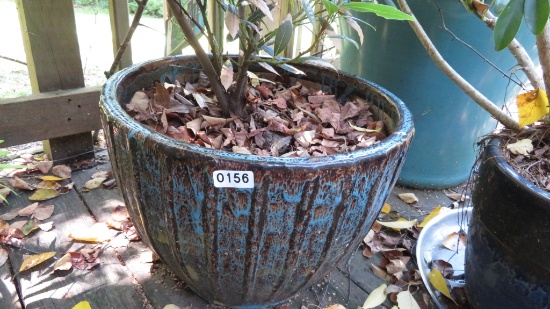 Living Outdoor Potted Plant