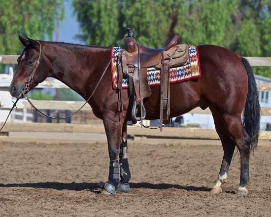 HIP 10 CHEX GREAT WHIZ 2014 AQHA Blood Bay Gelding