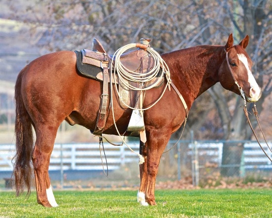 HIP 4 STYLISH HOTSHOT (â€œCLASSYâ€)2013 AQHA Sorrel Gelding