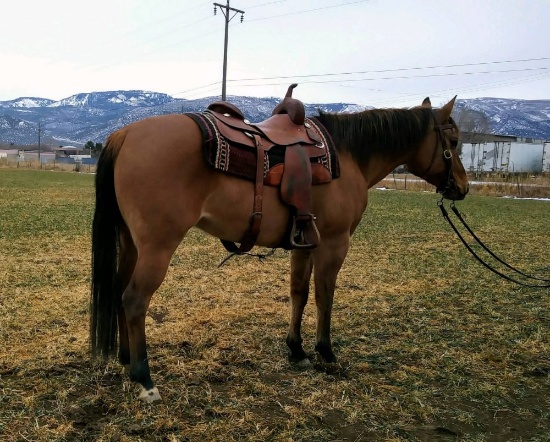 HIP 11 “EDDIE” 2011 AQHA Dun Gelding