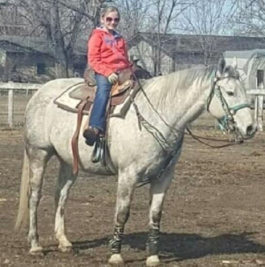 HIP 13 FROSTY BLUE ROAN 2006 AQHA Gray Gelding