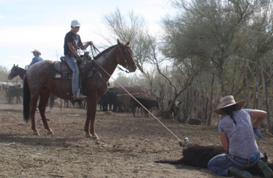 HIP 14 ROOSTER 2013 Yr Old Red Roan Gelding