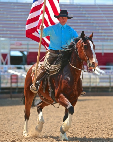 HIP 16  “SAMPSON”Draft Cross Bay Gelding