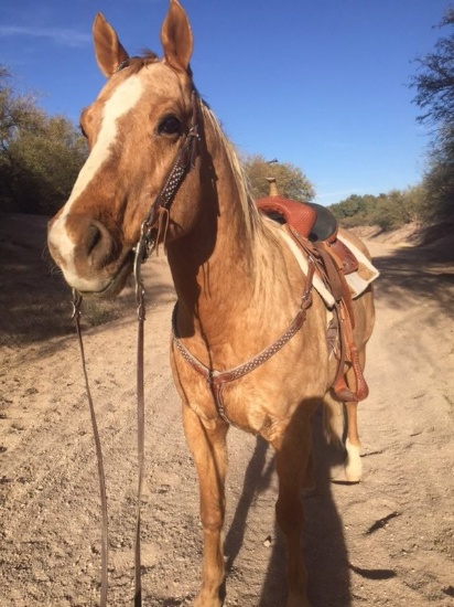 Hip 8 “SCOTCH” 2001 Palomino Gelding