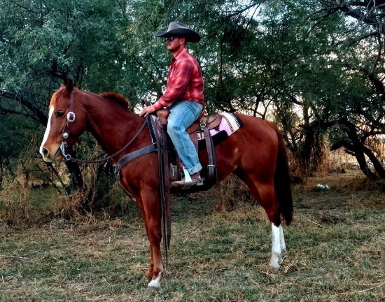 HIP 17  “SHOT GLASS” 2012 Sorrel Gelding