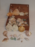 B-H Cigar Box of Sea Shells