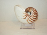 Nautilus Shell