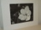 Photograph of Magnolia by Kendall Adams Signed