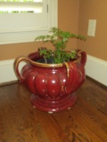 Red Ceramic Planter w/Live Plant.  Approx.  12