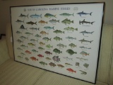 Framed Poster of South Carolina Marine Fishes   24