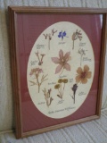 Framed & Matted Rocky Mountain Wildflowers   15