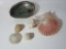 Lot Misc. Sea Shells