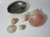 Lot Misc. Sea Shells