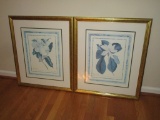 Pair Magnolia Prints in Gilt Frames - 23.5