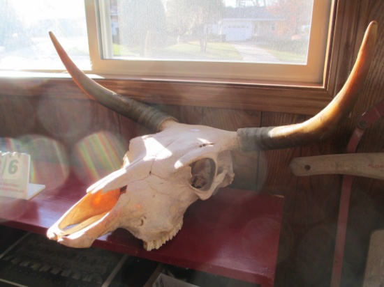 Longhorn Steer Skull