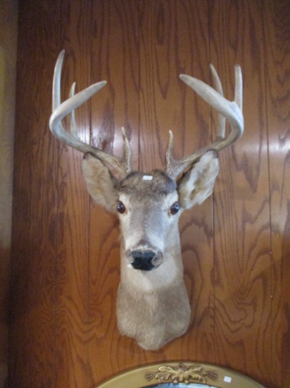 8-Point Taxidermy White Tail Buck Shoulder Mount