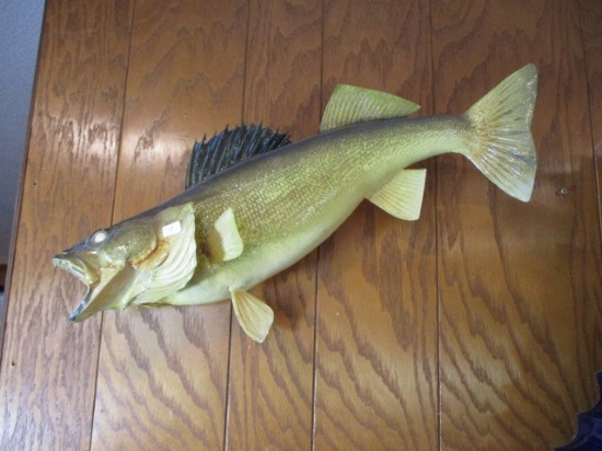 20" Vintage Walleye Mount