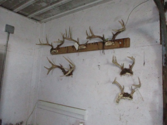 Whitetail Deer Antlers-6 Sets