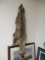 Tanned Raccoon Fur