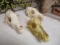 Three Bleached Coyote Skulls