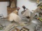 Fighting Pheasant Taxidermy Display