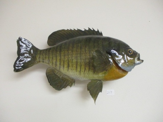 11" Taxidermy Blue Gill