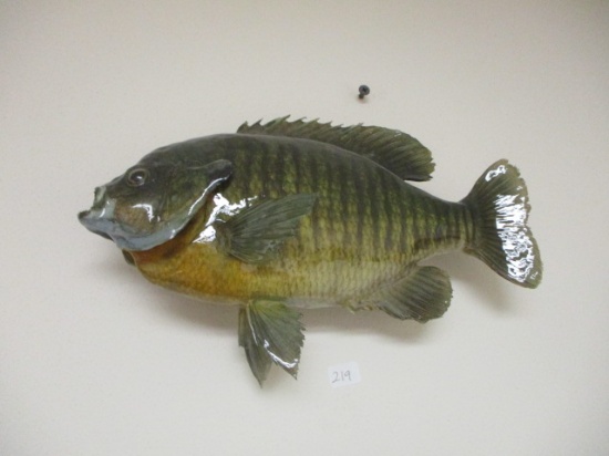 10.5" Blue Gill Taxidermy