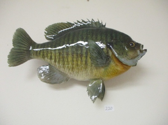 10" Blue Gill Taxidermy