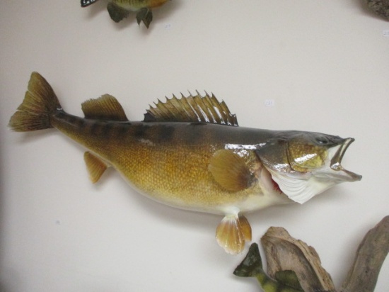 32" Walleye Taxidermy