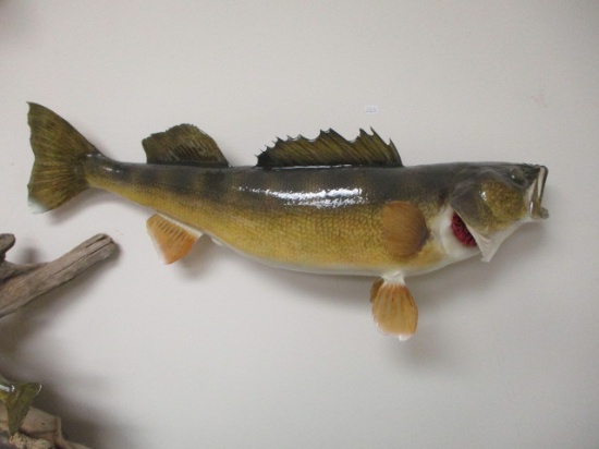 29" Walleye Taxidermy-B