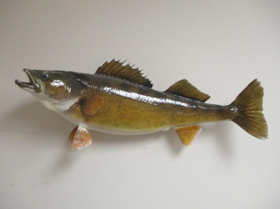 29.5" Walleye Taxidermy