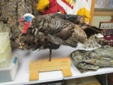 Truelife Real Feather Turkey Decoy