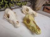 Three Bleached Coyote Skulls