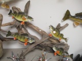 Giant Perch Taxidermy Display