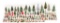 50+Bottle Brush Trees