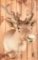 Caribou In Velvet Taxidermy Mount