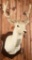 White Fallow Deer Taxidermy Mount