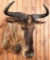 Wildebeest Taxidermy Mount