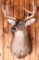 White Tail Deer Taxidermy Mount