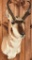 Pronghorn Taxidermy Mount