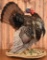 Turkey Taxidermy Mount